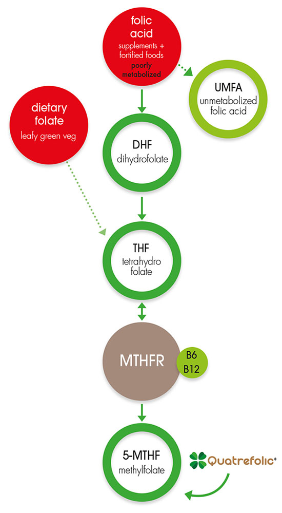 quatrefolicVsFolic